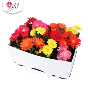 Gerbera in Kartonnen kraag 20-25