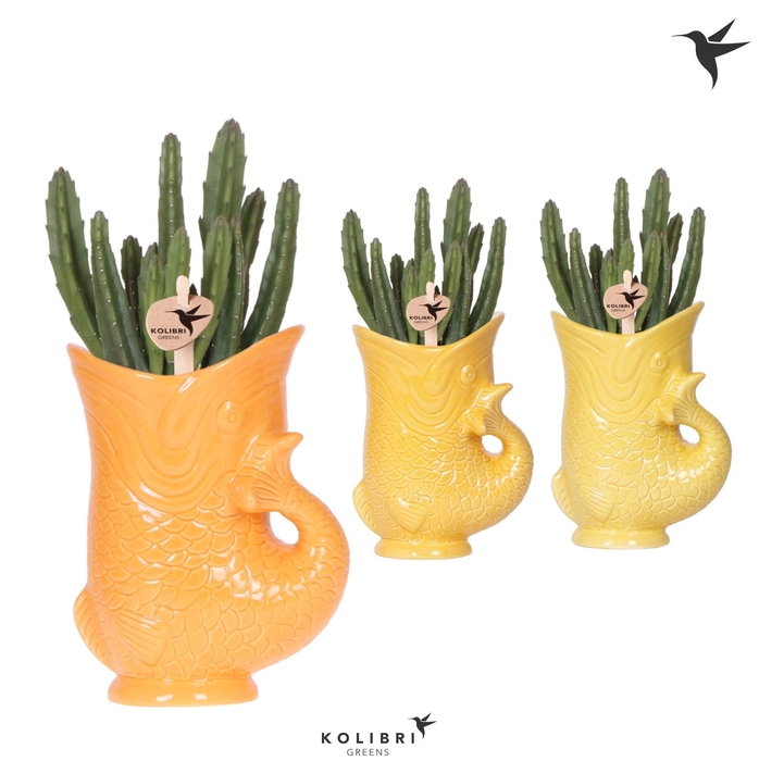 <h4>Kolibri Greens Stapelia Leendertziae in Fish pot yellow mix</h4>