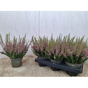 CALLU BL  MICHELLE