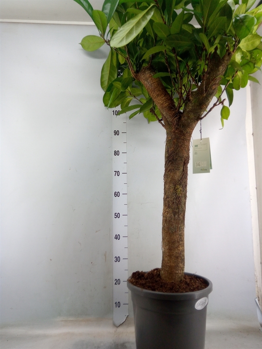 <h4>Ficus cyathistipula</h4>