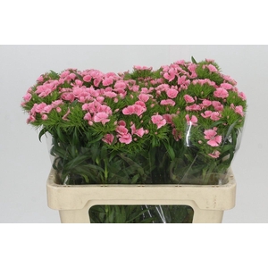 Dianthus Br Earl