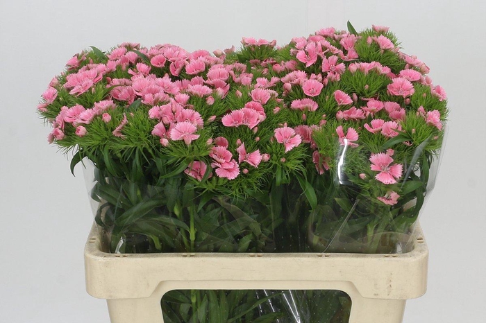 <h4>Dianthus Br Earl</h4>