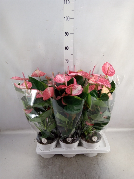 Anthurium andr. 'Livium Ruby'