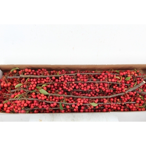 MALUS RED ANGEL 70CM