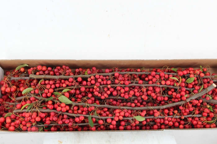 <h4>MALUS RED ANGEL 70CM</h4>