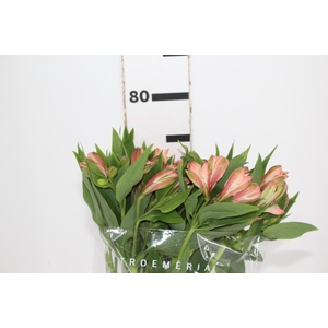 ALSTROEMERIA MILOS 080 CM