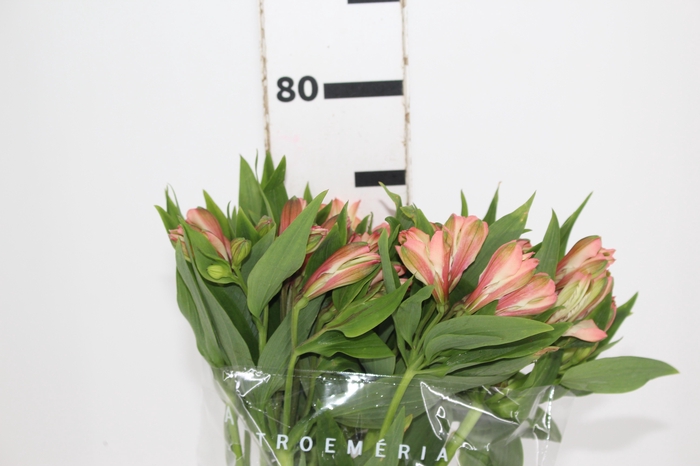 <h4>ALSTROEMERIA MILOS 080 CM</h4>