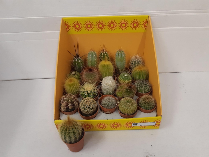 <h4>CACTUS GEM 18 SRT</h4>