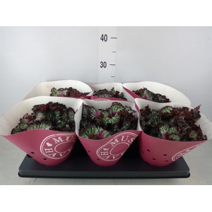 Begonia BD 'Purple Blush'