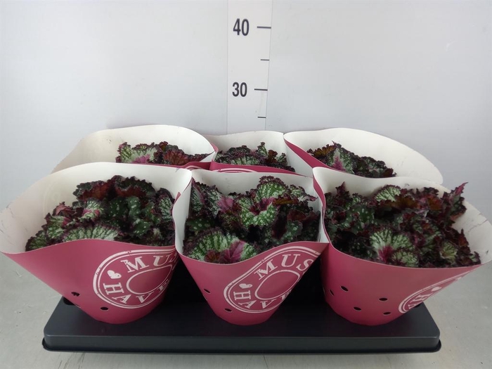 <h4>Begonia BD 'Purple Blush'</h4>