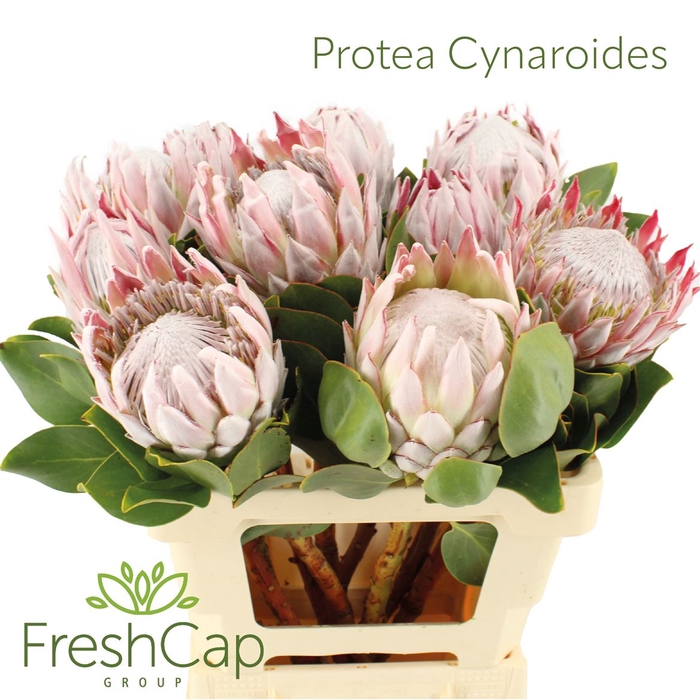 Protea Cynaroides
