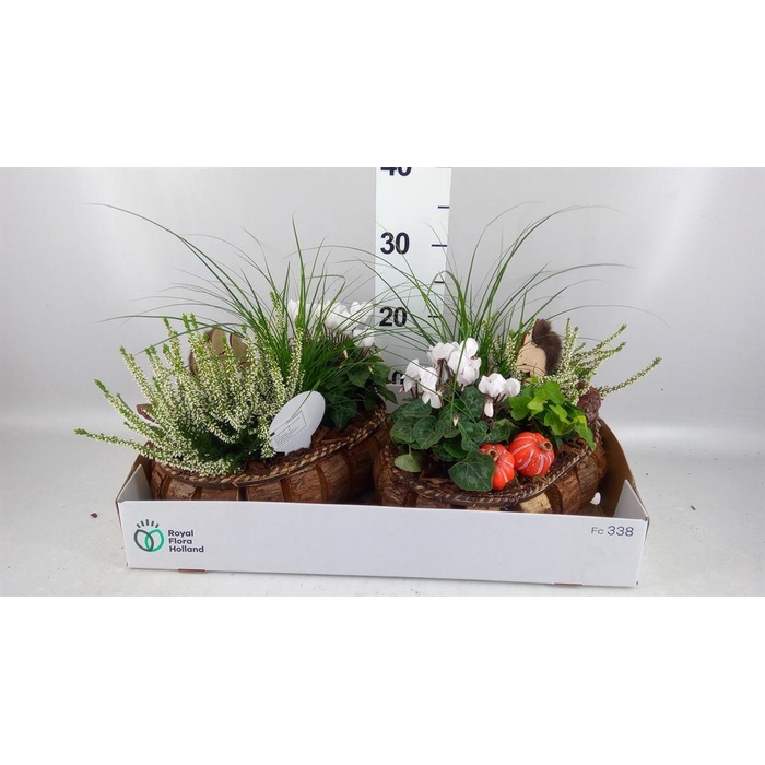 <h4>Arr.   Tuinplanten L%</h4>