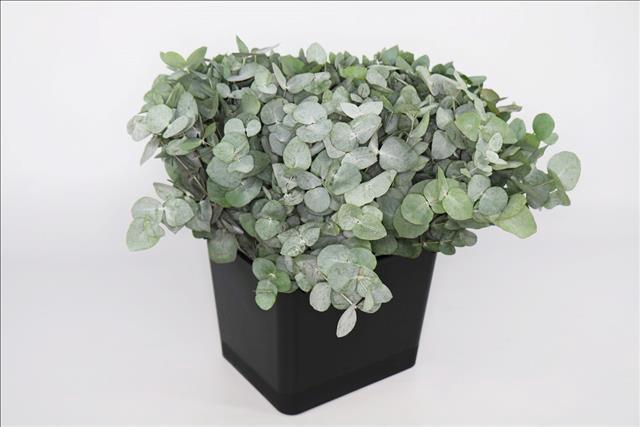 <h4>Euc. Cinerea Short</h4>