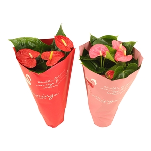 Anthurium Flamingo mix 14cm rood-roze in sierhoes