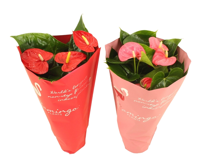 <h4>Anthurium Flamingo mix 14cm rood-roze in sierhoes</h4>
