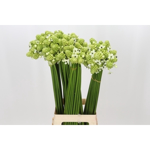 Ornithogalum Saundersiae