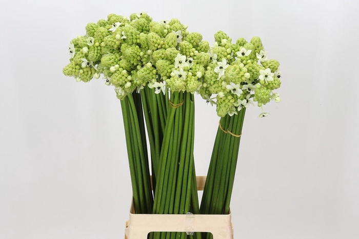 <h4>Ornithogalum Saundersiae</h4>