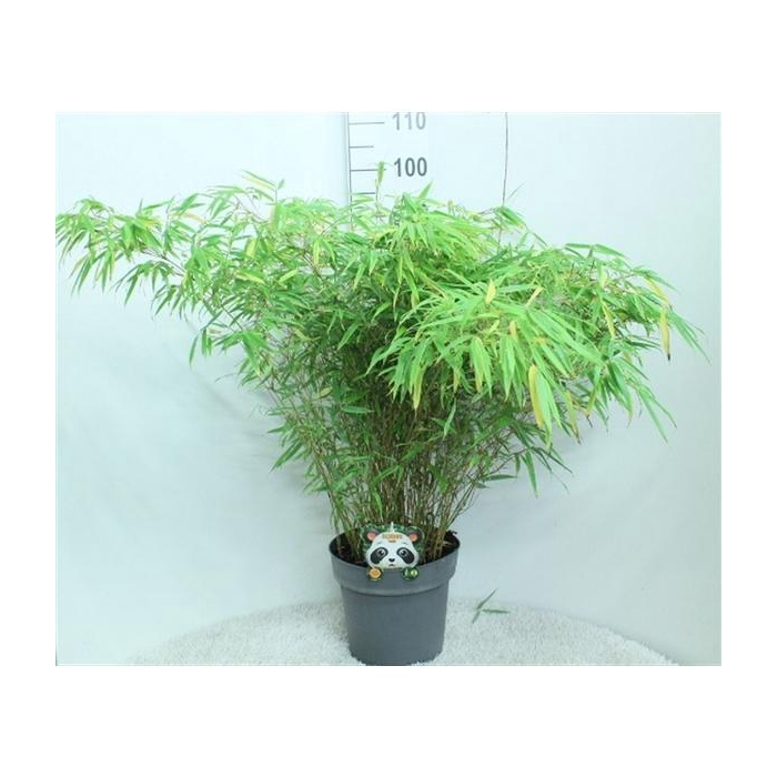 <h4>Fargesia rufa P29</h4>