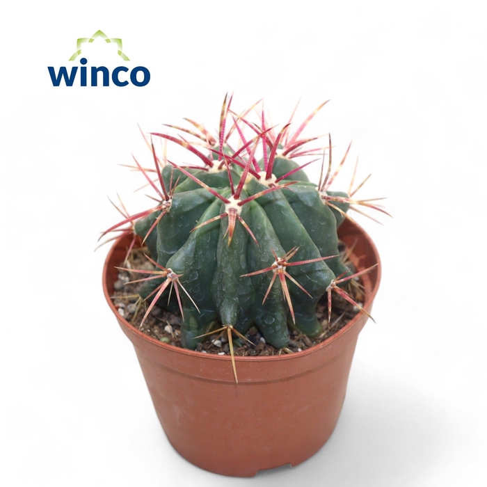 <h4>Ferocactus Stainessi</h4>