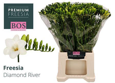 <h4>Fr En Diamond River 22gr</h4>