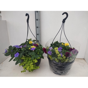 PERKPL GEM IN POT