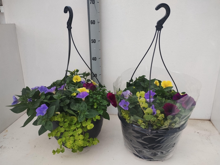 <h4>PERKPL GEM IN POT</h4>