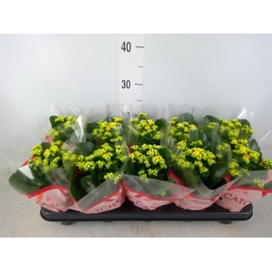 Kalanchoe blos. 'RosDon Amaril'