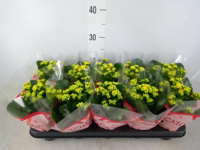 <h4>Kalanchoe blos. 'RosDon Amaril'</h4>