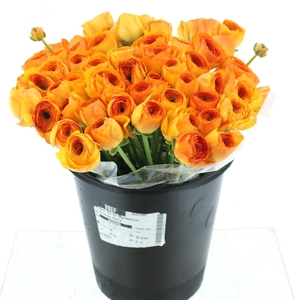 Ran Su Sr Mandarino Orange Super