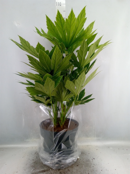 <h4>Fatsia japonica 'Variegata'</h4>