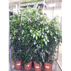 Ficus benja. 'Danielle'