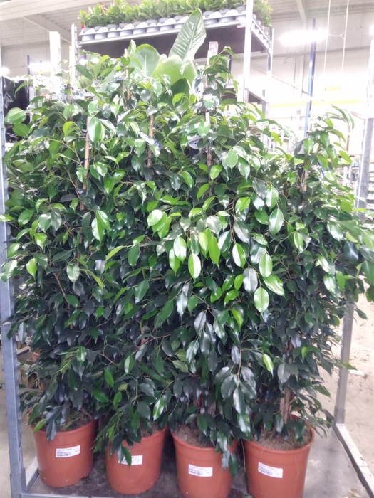 <h4>Ficus benja. 'Danielle'</h4>