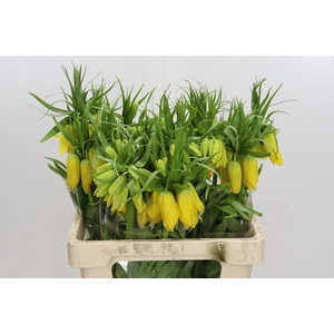 Fritillaria Lutea