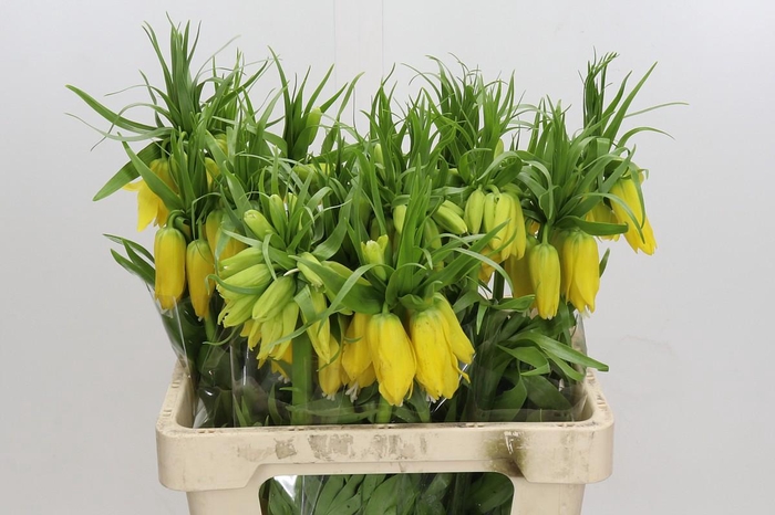 <h4>Fritillaria Lutea</h4>
