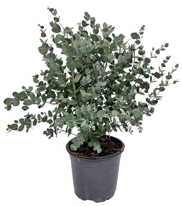 <h4>Eucalyptus Gunnii Bush</h4>
