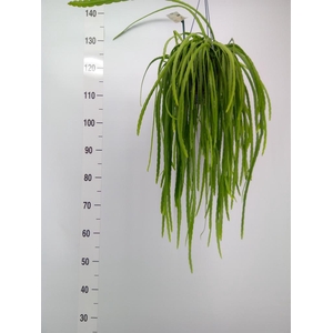 Lepismium bolivianum