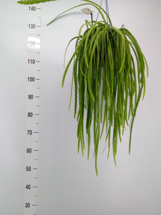 <h4>Lepismium bolivianum</h4>