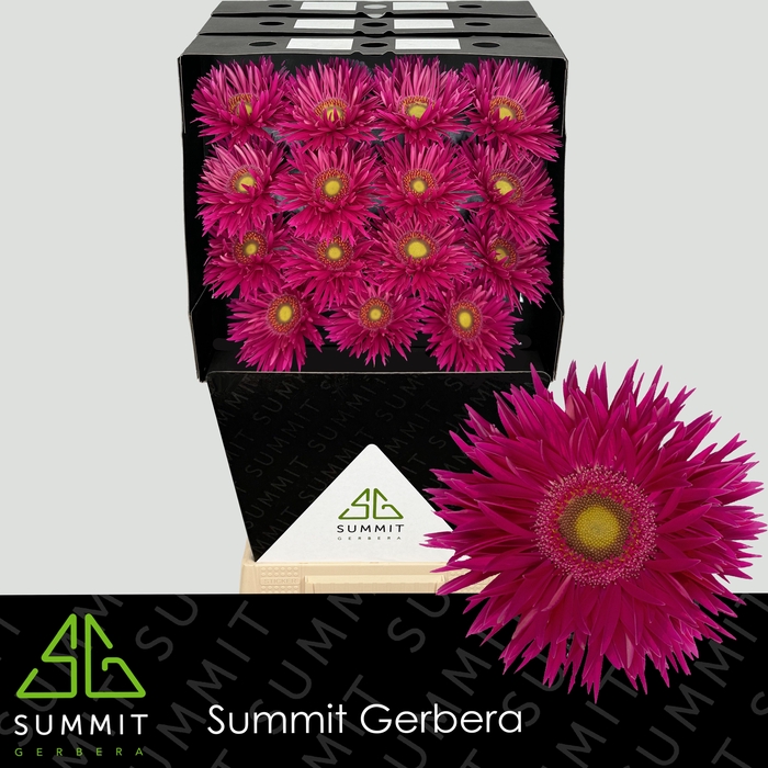 <h4>Gerbera Spider Kaa Diamond</h4>