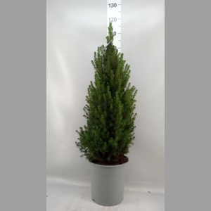 Picea glauca 'Conica'