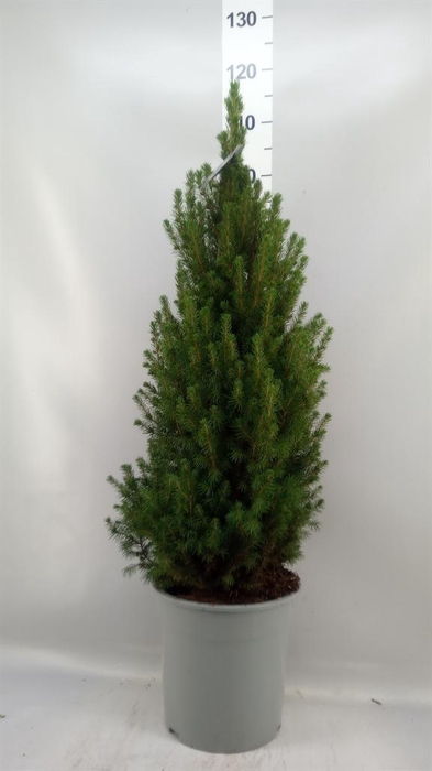 <h4>Picea glauca 'Conica'</h4>