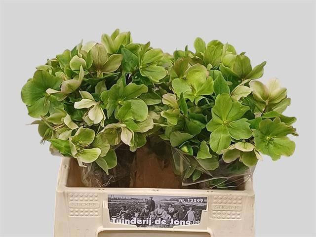 <h4>HELL FRK MOLLYS WHIT</h4>