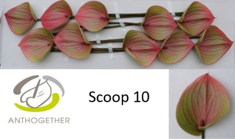 <h4>ANTH SCOOP</h4>