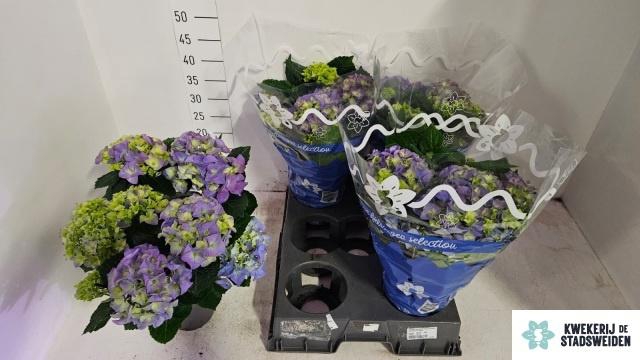 <h4>HYDR M EARLY BLUE</h4>