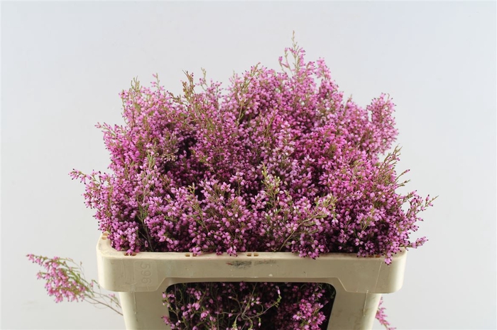 <h4>Kaaps Erica Pink</h4>