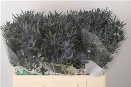 <h4>Eryngium Mag Blue Lagoon</h4>