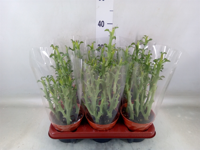 <h4>Euphorbia   ...</h4>