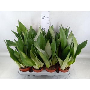 Sansevieria trifa. 'Moonshine'