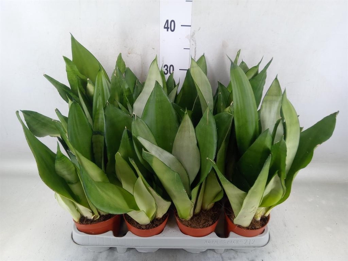 <h4>Sansevieria trifa. 'Moonshine'</h4>