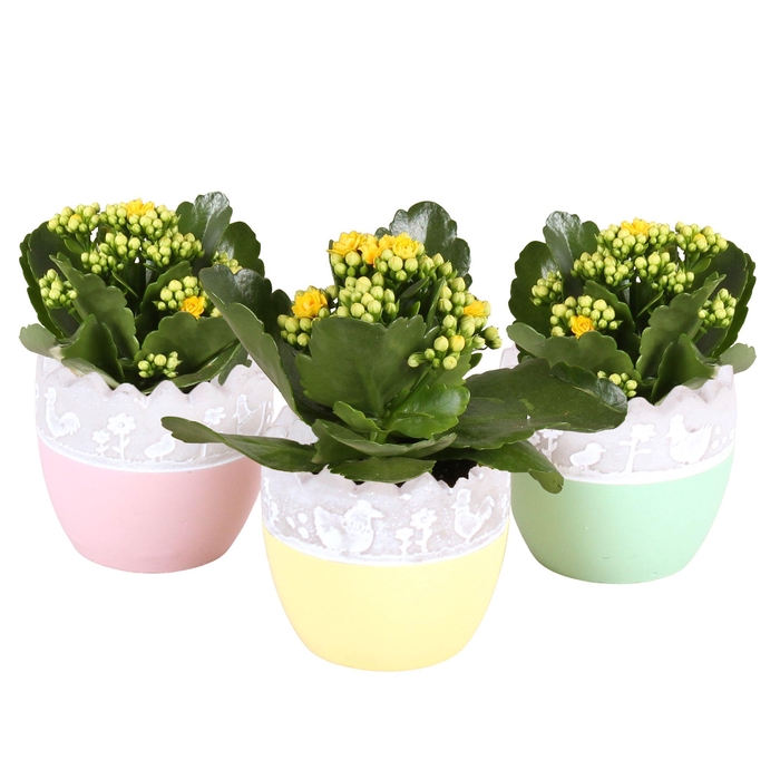 <h4>Easter Arr. Indoor Ceramic Twotone Egg Ø09cm 1PP</h4>