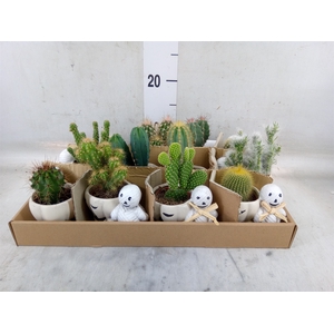 Cactus   ...
